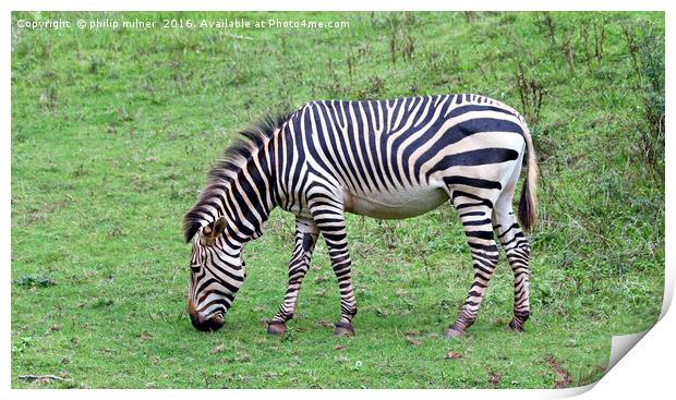 Grazing Zebra Print by philip milner