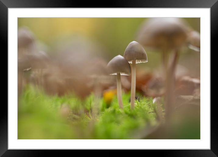 Together Framed Mounted Print by Philip Male