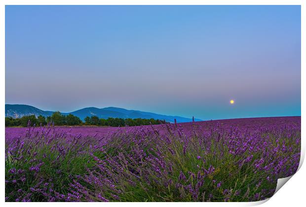 Lavender Moon II Print by Marcel de Groot