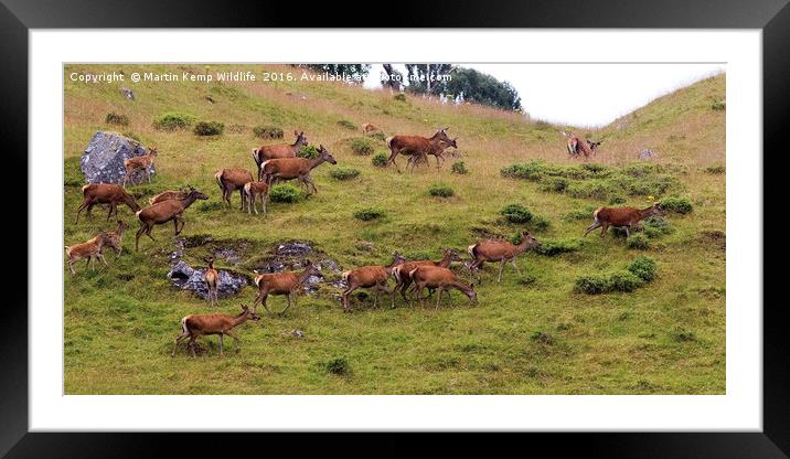 Red Deer Hind's 2 Framed Mounted Print by Martin Kemp Wildlife