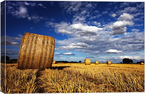 After the harvest Canvas Print by Roy Scrivener