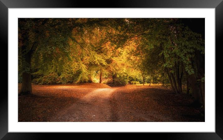 Golden Autumn Light Framed Mounted Print by Mark Harrop