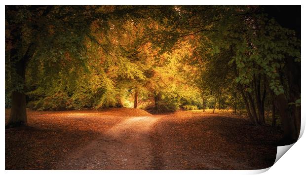 Golden Autumn Light Print by Mark Harrop