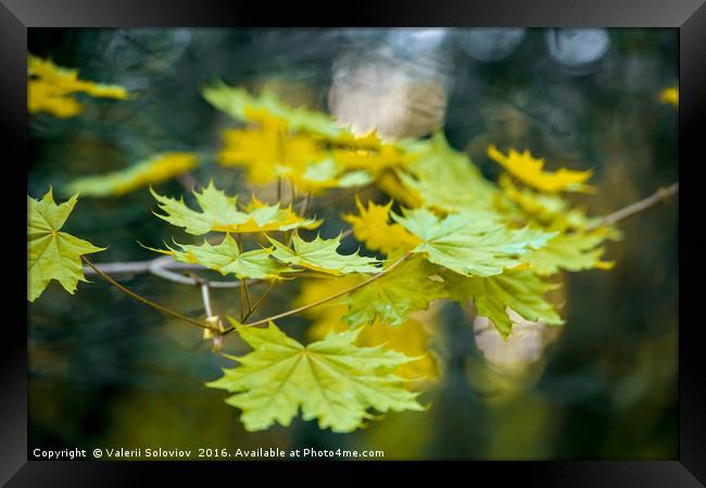 Autumn leaf. Framed Print by Valerii Soloviov