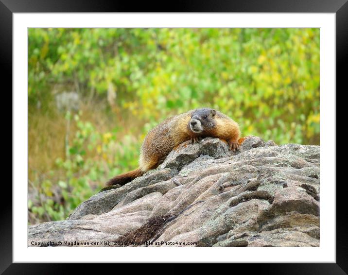 Rocky Mountains Yellow bellied marmot Framed Mounted Print by Magda van der Kleij