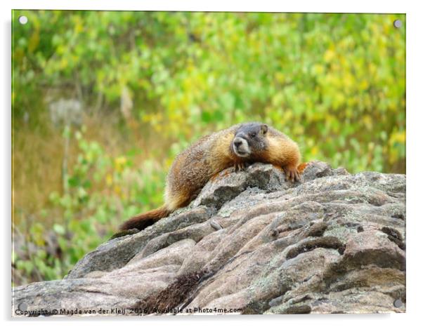 Rocky Mountains Yellow bellied marmot Acrylic by Magda van der Kleij