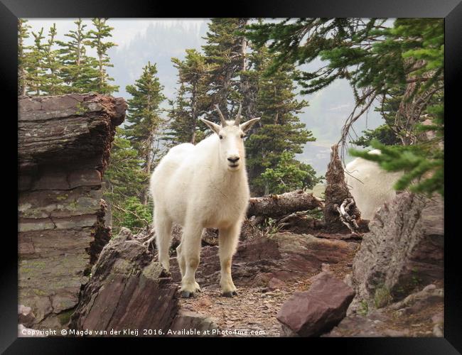 Mountain goat in Glacier National Park Framed Print by Magda van der Kleij