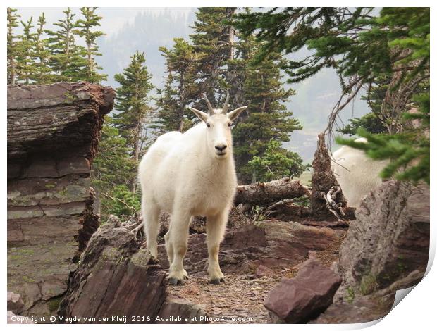 Mountain goat in Glacier National Park Print by Magda van der Kleij
