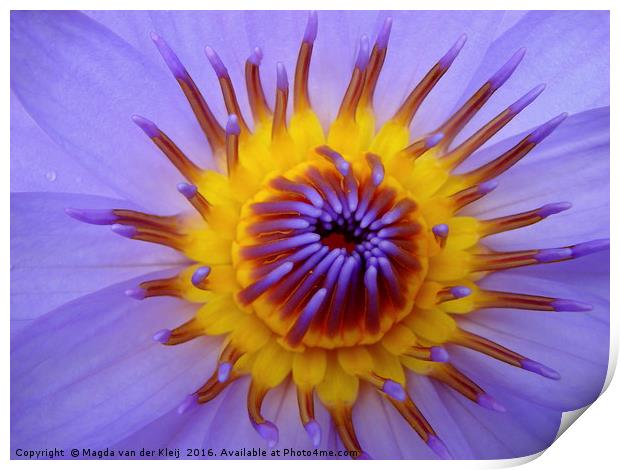 Close up amazing blue lotus flower Print by Magda van der Kleij