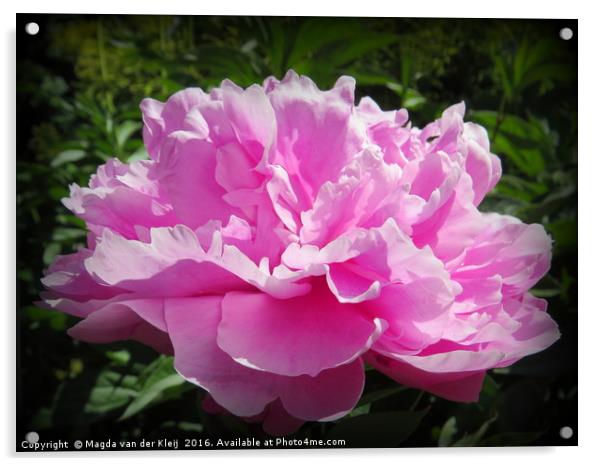 Bright pink peony in full bloom Acrylic by Magda van der Kleij