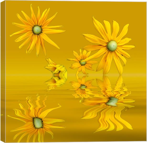 Rudbekia Yellow flowers Canvas Print by David French