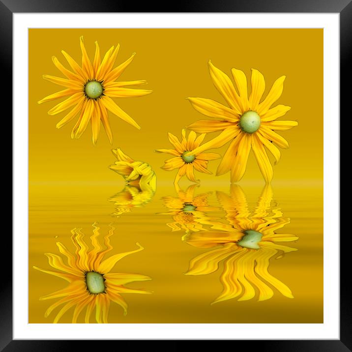 Rudbekia Yellow flowers Framed Mounted Print by David French