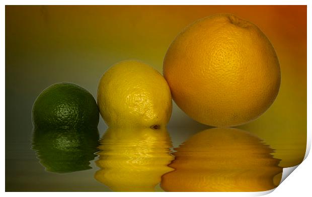 Grapefruit Lemon and Lime Citrus Fruit Print by David French