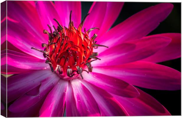 The Pink Water Lily Canvas Print by Indranil Bhattacharjee