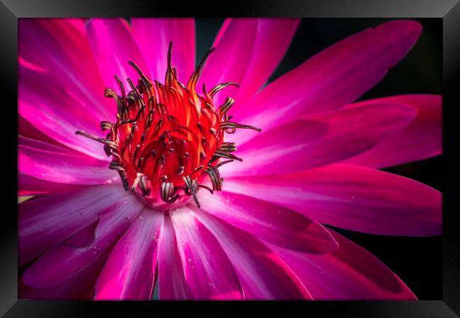 The Pink Water Lily Framed Print by Indranil Bhattacharjee