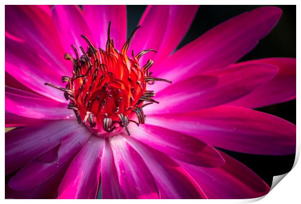 The Pink Water Lily Print by Indranil Bhattacharjee
