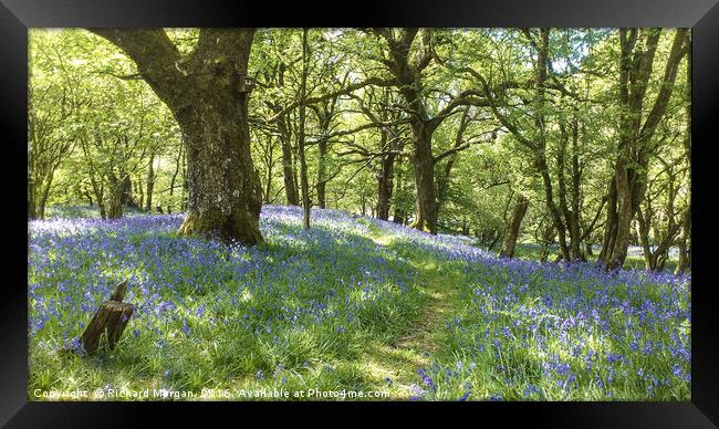 Blue Bells at Allt Rhyd y Groes National Natural R Framed Print by Richard Morgan