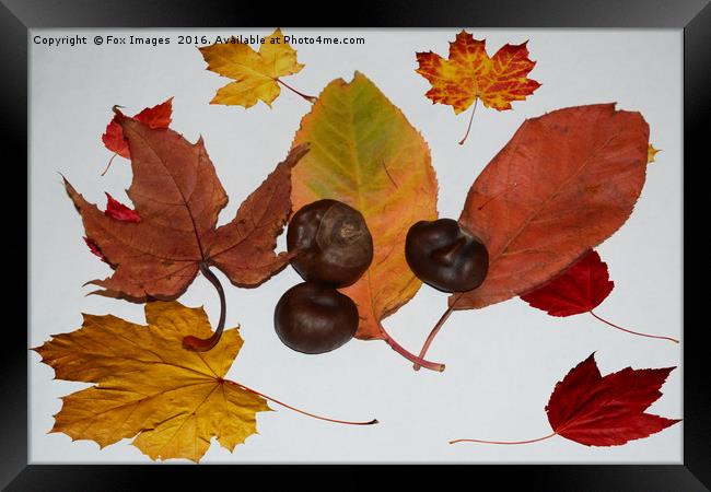 Autumn leaves Framed Print by Derrick Fox Lomax