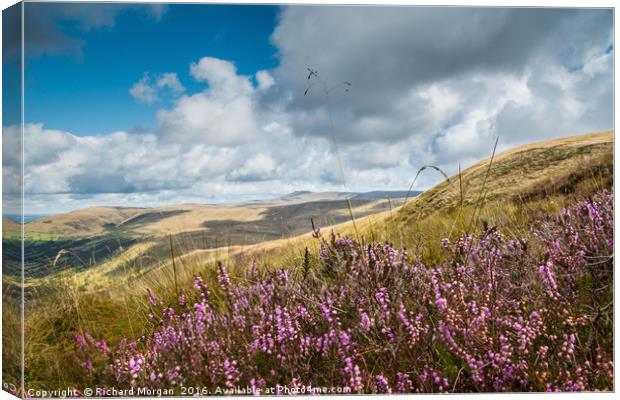 Heather in the Brecon Beacons National Park Canvas Print by Richard Morgan