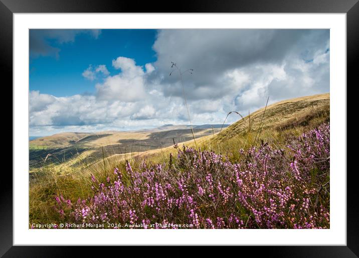 Heather in the Brecon Beacons National Park Framed Mounted Print by Richard Morgan