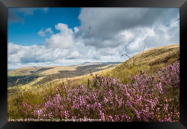 Heather in the Brecon Beacons National Park Framed Print by Richard Morgan