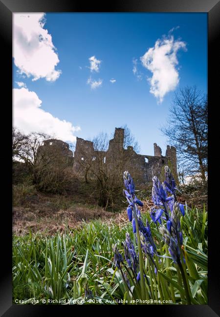 Bluebells at Dinefwr Castle Woods, Llandeilo, Carm Framed Print by Richard Morgan