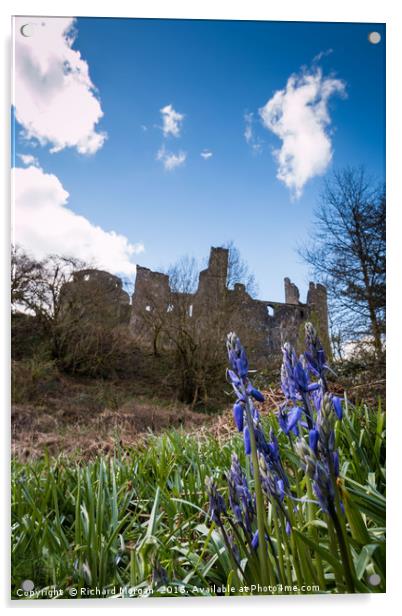 Bluebells at Dinefwr Castle Woods, Llandeilo, Carm Acrylic by Richard Morgan