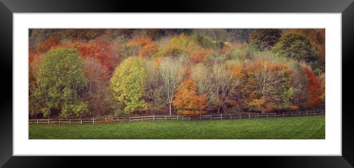 Autumn trees Framed Mounted Print by Leighton Collins