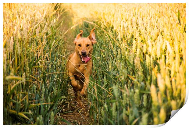 crop runner Print by Caroline Burton