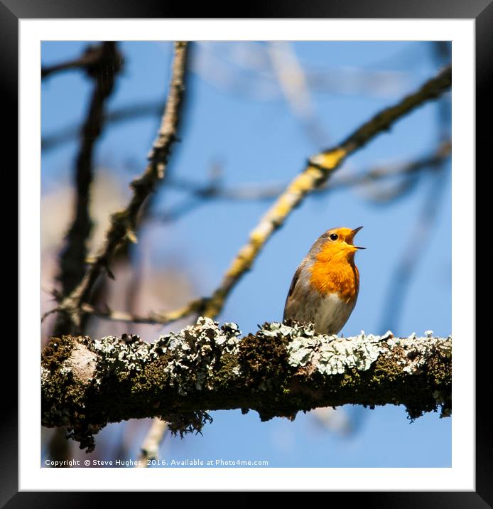 European robin in full song Framed Mounted Print by Steve Hughes