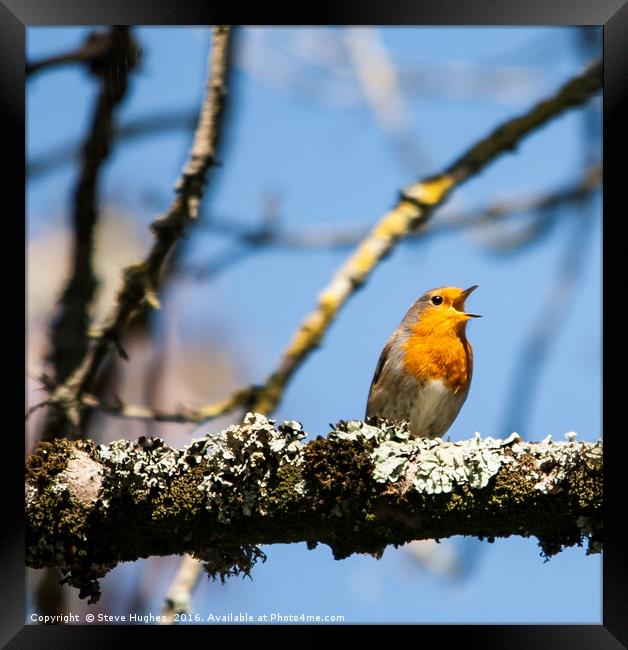 European robin in full song Framed Print by Steve Hughes