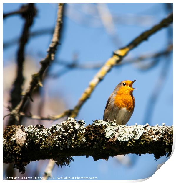European robin in full song Print by Steve Hughes