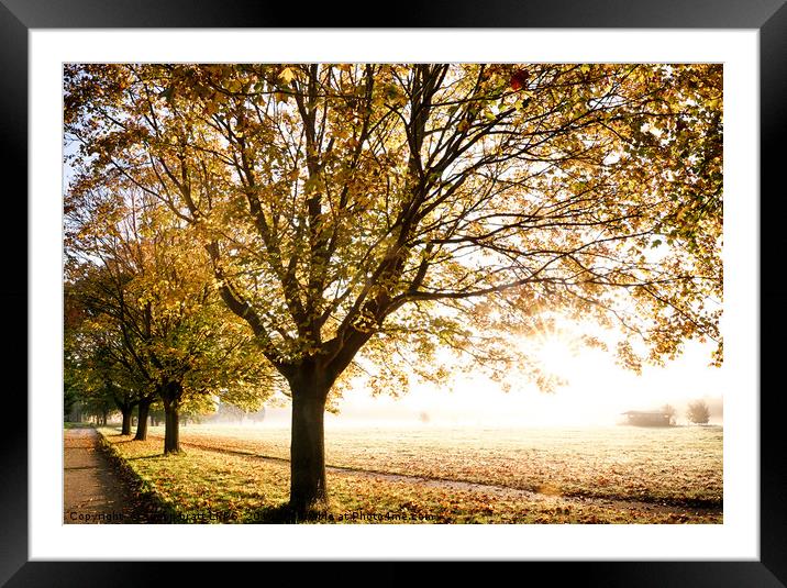 Autumn trees with glorious sunrise Framed Mounted Print by Simon Bratt LRPS
