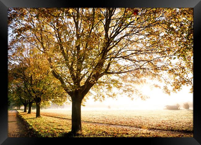Autumn trees with glorious sunrise Framed Print by Simon Bratt LRPS