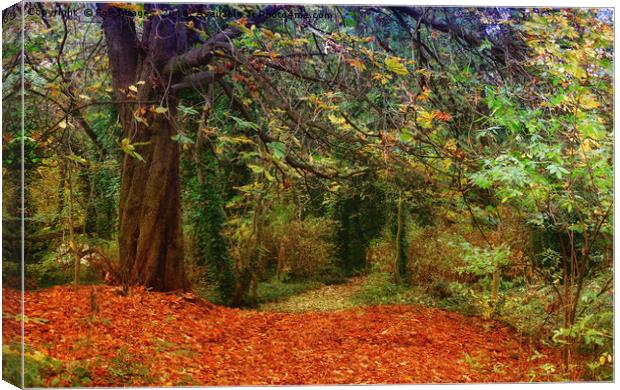 autumn woods Canvas Print by Derrick Fox Lomax
