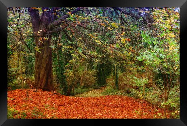 autumn woods Framed Print by Derrick Fox Lomax