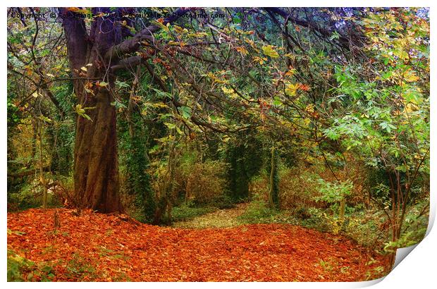 autumn woods Print by Derrick Fox Lomax