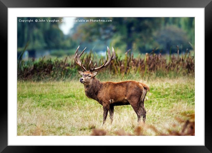 King of the Rut Framed Mounted Print by John Vaughan