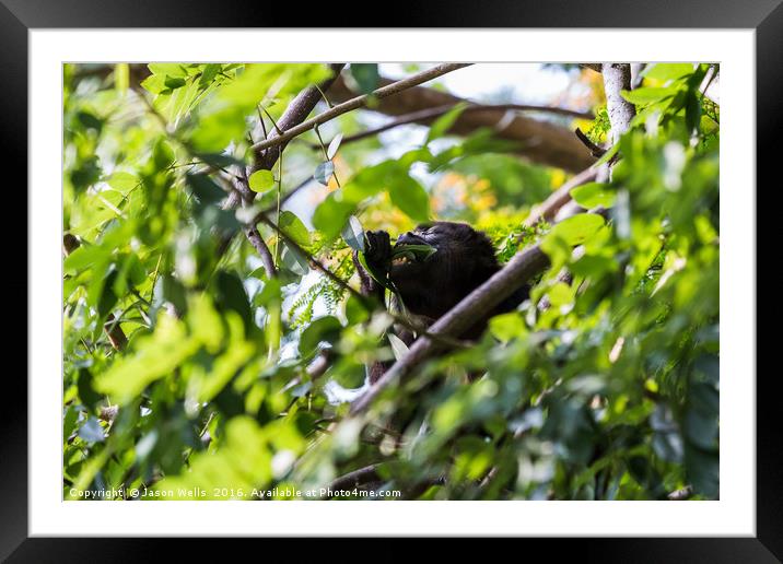 Howler monkey ripping the leaves from a tree Framed Mounted Print by Jason Wells