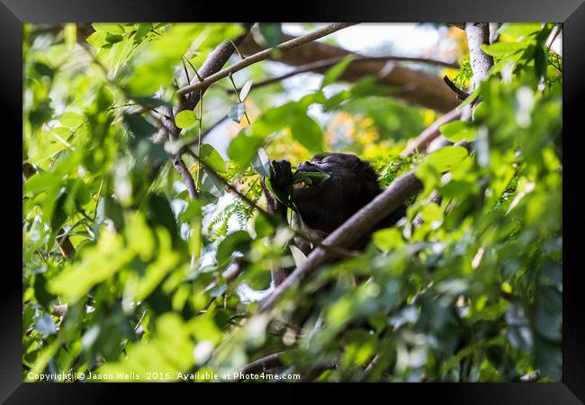 Howler monkey ripping the leaves from a tree Framed Print by Jason Wells