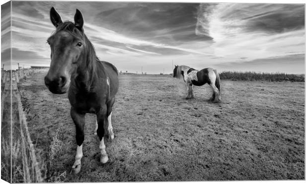 Hello Mr Ed Canvas Print by Naylor's Photography