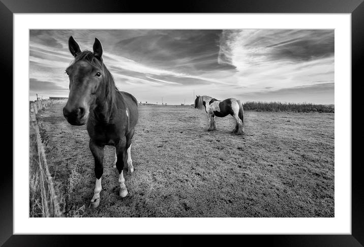 Hello Mr Ed Framed Mounted Print by Naylor's Photography