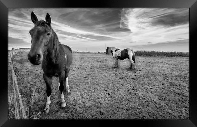 Hello Mr Ed Framed Print by Naylor's Photography