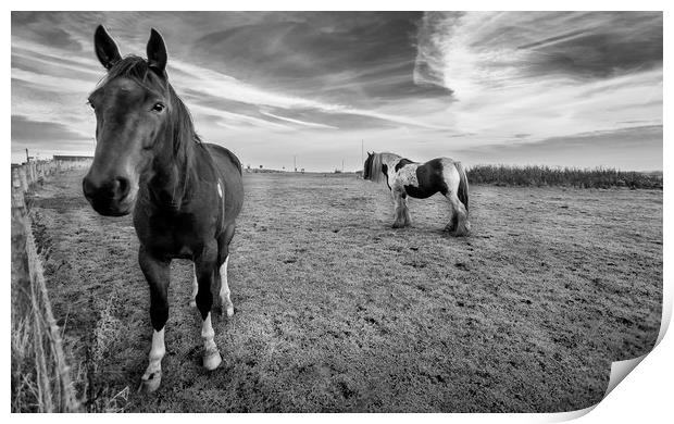 Hello Mr Ed Print by Naylor's Photography