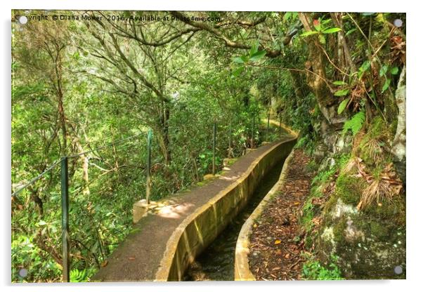 Ribeiro Frio Levada path, Madeira Acrylic by Diana Mower