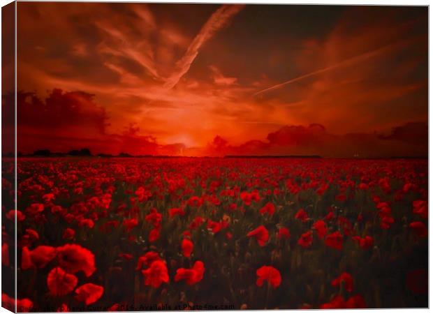 Lest We Forget Poppy Field Canvas Print by Beryl Curran