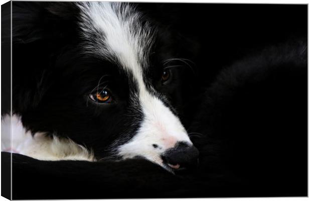 Border Collie puppy Canvas Print by Oxon Images