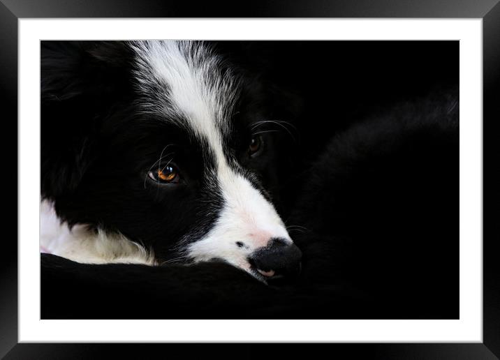 Border Collie puppy Framed Mounted Print by Oxon Images