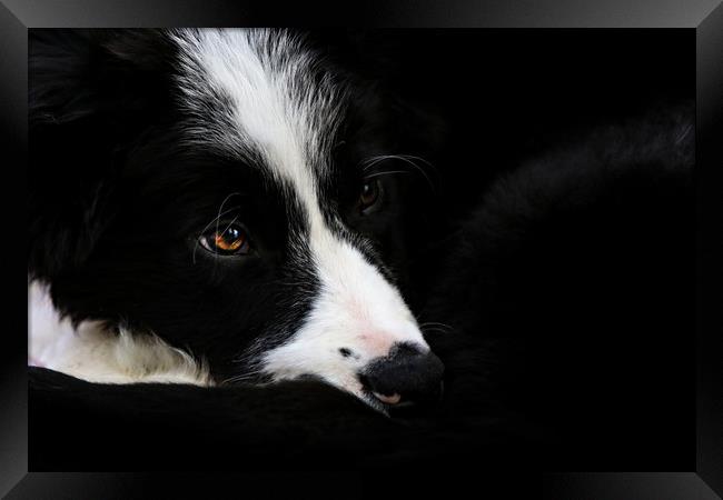 Border Collie puppy Framed Print by Oxon Images