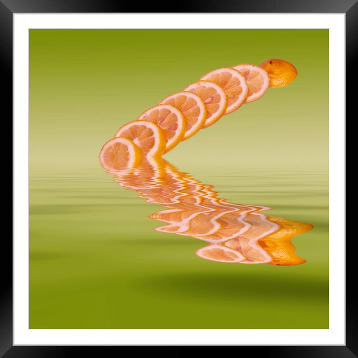 Slices Pink Grapefruit Citrus Fruit Framed Mounted Print by David French